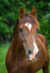 Fototapeta premium portrait of red trakehner stallion in summer