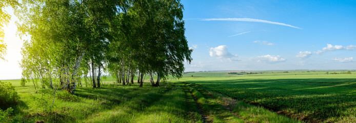 Beautiful panoramic view of birches and green fields at sunset