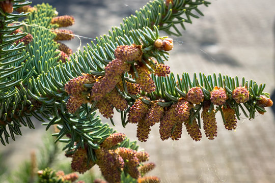 Fully grown pollen of Abies pinsapo (Spanish fir)