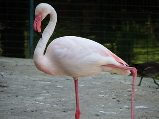 pink flamingo in zoo