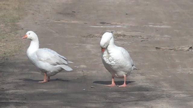 Gander and pea-goose. The gander shakes his head with discontent (comcept: shake your head in disbelief). Super slow motion 1000 fps