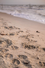Paw prints in the sand 