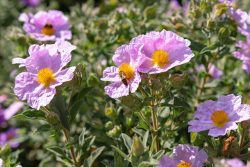 Obraz na płótnie Canvas bee on purple flowers in the garden