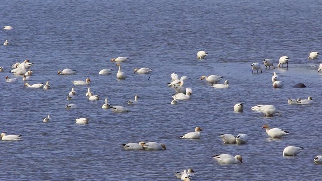 oies des neiges