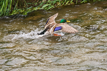 male mallard duck flying over the river