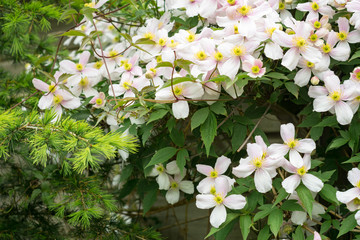 Clematis montana (also known as mountain clematis or Himalayan clematis) growing on a wall in a garden