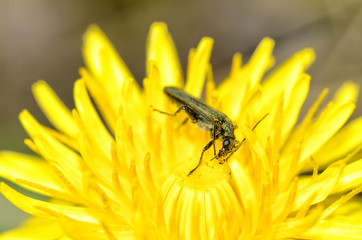 Beetle crawling on the stem.