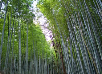 The bamboo groove and the cloudy sky during evening at Kyoto, Japan in Spring