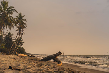 Driftwood on Caribbean beach at sunset in Tolu, Colombia