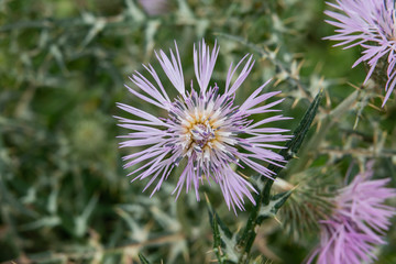 Purple Milk Thistle Inflorescence in Springtime