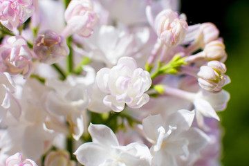 Snow-white pink lilac close-up. bunch of lilacs.