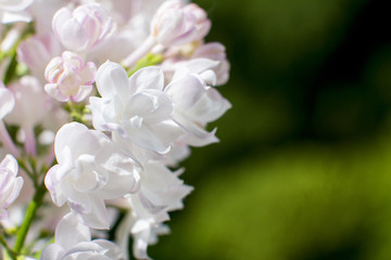 Snow-white pink lilac close-up. bunch of lilacs.