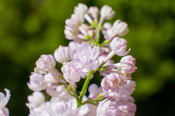 Snow-white pink lilac with dew drops on the flower.
