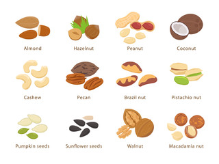 Nuts and seeds in flat design vector set of illustrations. Collection of nuts, seeds icons, infographic elements isolated on white background.