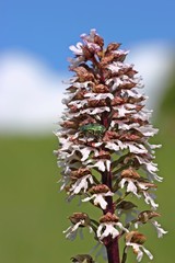 Purpur-Knabenkraut (Orchis purpurea) mit Gemeinem Rosenkäfer (Cetonia aurata)