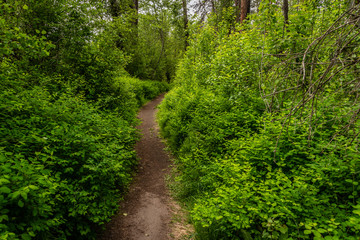 Fototapeta na wymiar Hiking Trail In The Little Spokane Natural Area