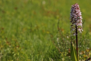 Purpur-Knabenkraut (Orchis purpurea) mit Gemeinem Rosenkäfer (Cetonia aurata)