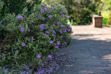 Fototapeta premium fioletowe kwiaty w ogrodzie