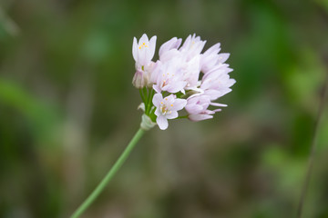Rosy Garlic Flowers in Bloom in Springtime