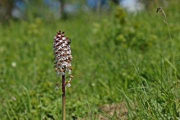 Purpur-Knabenkraut (Orchis purpurea) mit Gemeinem Rosenkäfer (Cetonia aurata)