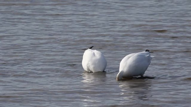 oies des neiges