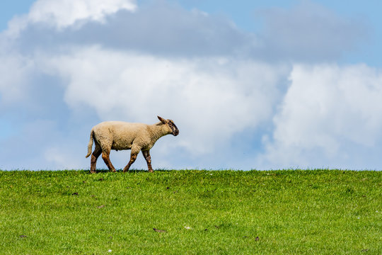 Deichschaf
