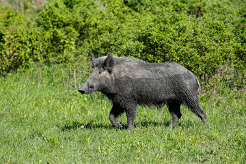 Wild boar in green grass 