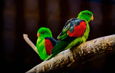 Birds of a feather