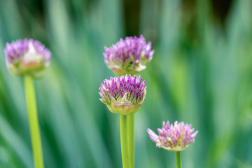 Makroaufnahme der Allium Zierlauch Knospe vor dem Aufblühen mit unscharfem Hintergrund