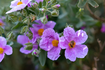 bee on purple flowers in the garden