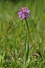 Dreizähniges Knabenkraut (Neotinea tridentata)