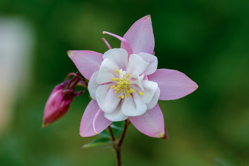 Makroaufnahme einer rosa weißen Akelei Blüte mit Details wie Blütenstempel und Pollen