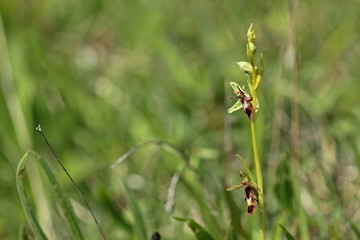 Fliegen-Ragwurz (Ophrys insectifera)