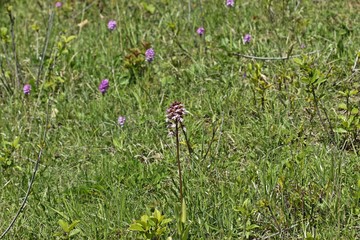 Kalkmagerrasen in Nordhessen mit Purpurknabenkraut (Orchis purpurea) und Dreizähnigem Knabenkraut...