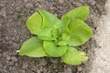 laitue verte dans le potager au printemps