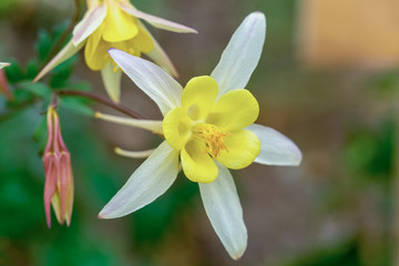Fototapeta na wymiar Makroaufnahme einer weiß gelben Akelei Blüte mit Details wie Blütenstempel und Pollen und unscharfem Hintergrund