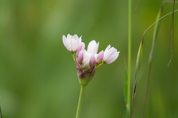 Rosy Garlic Flowers in Bloom in Springtime