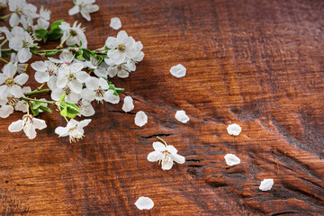 Spring flowers on a wooden background