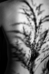 female back with a shadow from the plant