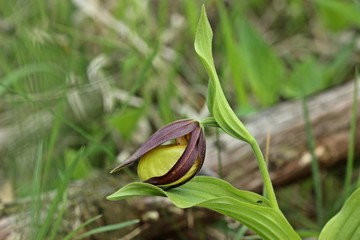 Frisch aufblühender  Gelber Frauenschuh (Cypripedium calceolus)
