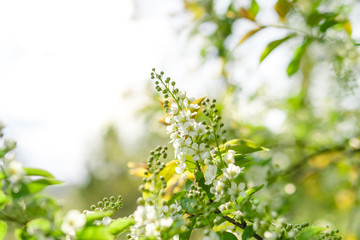 Fototapeta premium blossoming flowers on the bird-cherry tree. blooming white flowers.