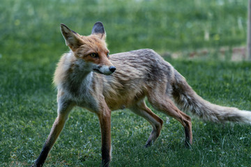 Weiblicher Rotfuchs auf einer Wiese in Berliner Park