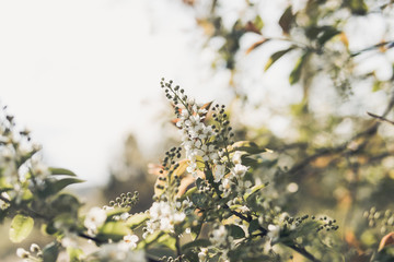blossoming flowers on the bird-cherry tree. blooming white flowers.