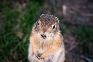 Gopher's portrait close up. ground squirrel close up. rodent portrait.
