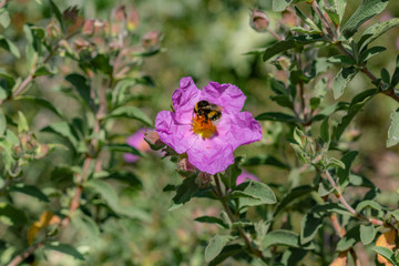 bee on purple flowers in the garden