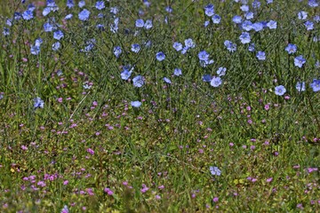 &Ouml;sterreichischer Lein (Linum austriacum) und Weicher Storchschnabel (Geranium molle)