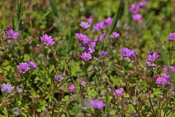 Weicher Storchschnabel (Geranium molle)