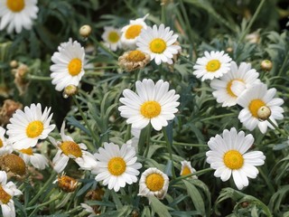 Beautiful white marguerite daisy flowers with yellow capitulum