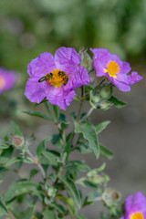 bee on purple flowers in the garden