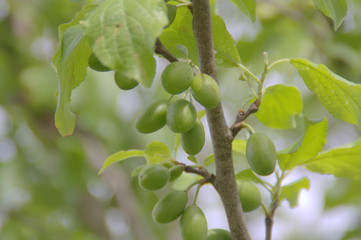 petites prunes vertes dans un prunier